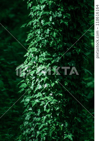 Deciduous forest. Tree trunk entwined with ivy. Green leafy background. Deciduous forest. Tree trunk entwined with ivy. Green leafy background. 118616164