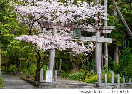Torii gate of Shiio Shrine surrounded by cherry blossoms 118616286