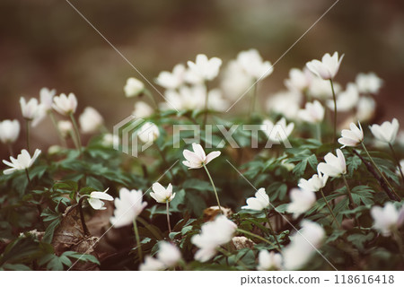 White anemone flowers growing in spring forest, natural seasonal background 118616418