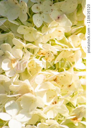 Hydrangeas petal bud background. White Hydrangea flower. Hydrangeas petal bud background. White Hydrangea flower. 118616520