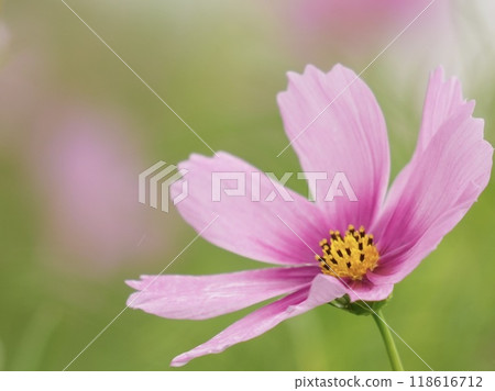 美麗綻放的粉紅色波斯菊的特寫 118616712