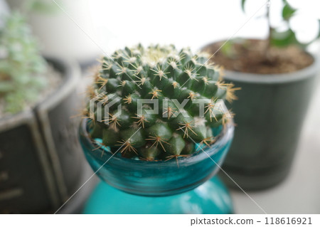Hydroponic Cactus Hydroponic Cactus 118616921