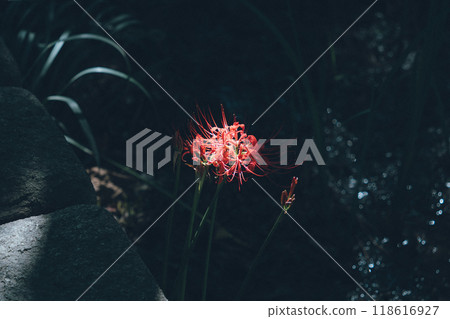 孤挺花,花朵,花 孤挺花,花朵,花 118616927