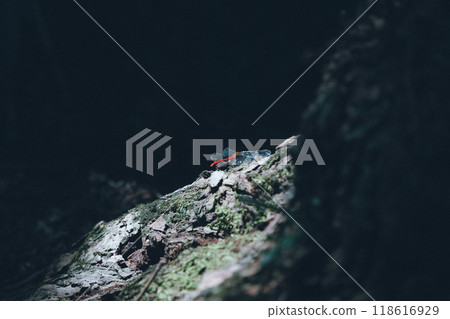 An illuminated red dragonfly resting on a dead tree An illuminated red dragonfly resting on a dead tree 118616929