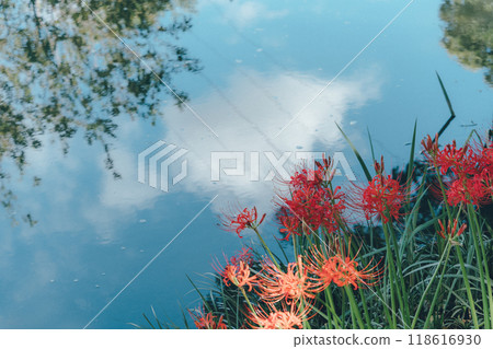 A cluster amaryllis blooming at the water's edge 118616930
