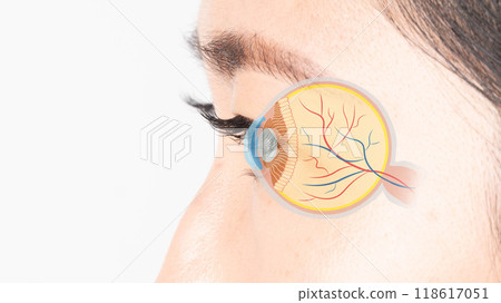 Female human eye ball intersection anatomy system. Digital vision eye care concept. Female human eye ball intersection anatomy system. Digital vision eye care concept. 118617051
