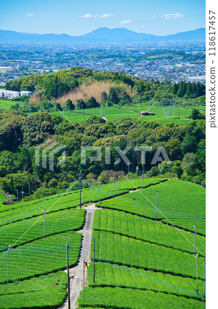 Extensive tea plantation 118617457