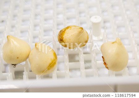 special boxes for forcing tulip bulbs on an industrial scale special boxes for forcing tulip bulbs on an industrial scale 118617594