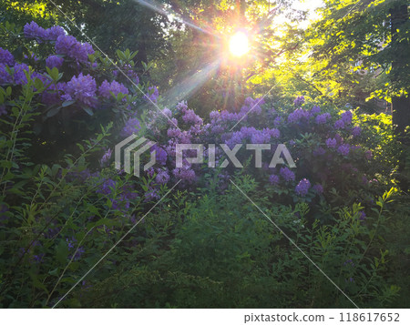 Beautiful violet lilac flower bush blooming in the park in spring background Beautiful violet lilac flower bush blooming in the park in spring background 118617652
