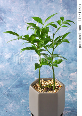 Green Nagi 118617684