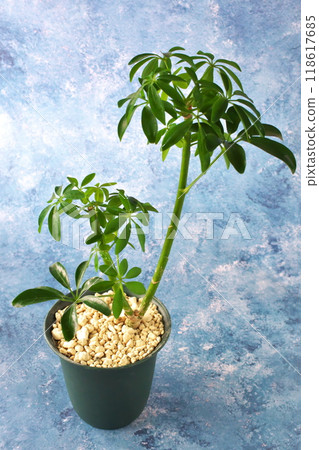 Potted Kapok 118617685