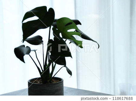 Silhouette Monstera 118617688