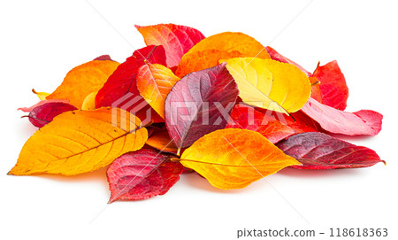 Colorful Autumn Leaves in Vibrant Shades of Red and Yellow 118618363