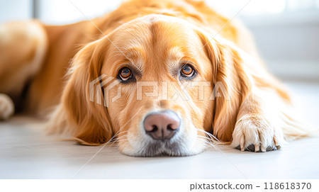Sad Golden Retriever Lying on the Floor Sad Golden Retriever Lying on the Floor 118618370