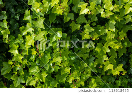 Colorful Leaves Texture, Unusual Floral Background 118618455