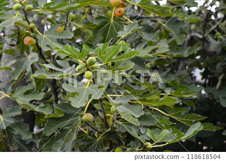 Nanban persimmon, fig 118618504