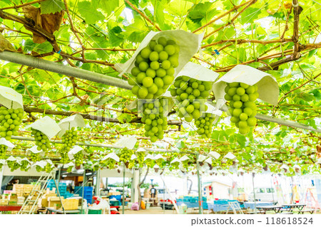 [Yamanashi Prefecture] Grape picking, grapes from the vineyard, Shine Muscat 118618524