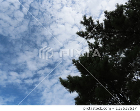 松樹和藍天 松樹和藍天 118618617