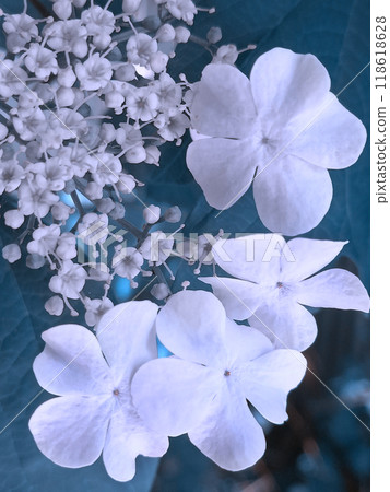 White flowers on cyan background. Viburnum branch. Postcard, cover White flowers on cyan background. Viburnum branch. Postcard, cover 118618628