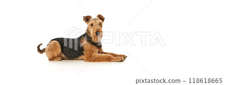 Banner. Relaxed Airedale Terrier lies on its side, looking at camera with calm and confident expression against white studio background. Banner. Relaxed Airedale Terrier lies on its side, looking at camera with calm and confident expression against white studio background. 118618665