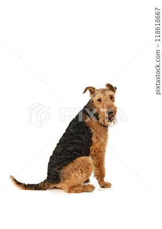 Curious Airedale Terrier sits on hind legs, looking over its shoulder with mischievous grin. Dog with fluffy fur and playful expression against white studio background. 118618667