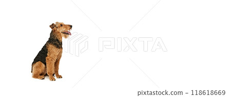 Banner. Curious Airedale Terrier sits on its hind legs, gazing intently to side against white studio background with negative space to insert text. Banner. Curious Airedale Terrier sits on its hind legs, gazing intently to side against white studio background with negative space to insert text. 118618669