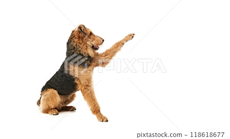 Playful Airedale Terrier, full of energy, sits on its hind legs and reaches out with paw, as if saying, Catch me if you can against white studio background. 118618677