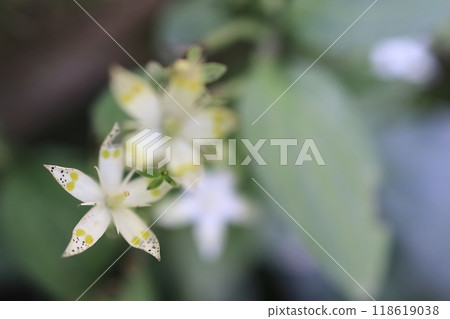 Swertia bimaculata (5 petals) Swertia bimaculata (5 petals) 118619038