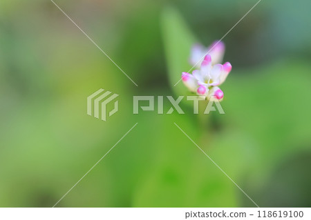 小而漂亮的溝蕎麥麵 118619100