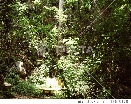tourists walk in the forest 118619178