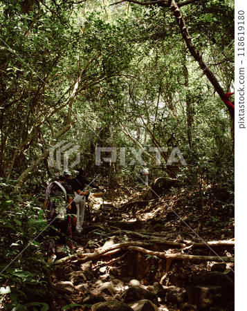 tourists walk in the forest tourists walk in the forest 118619180