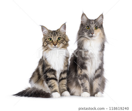 Norwegian Forestcat on white background 118619240