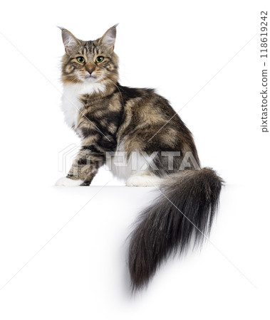Norwegian Forestcat on white background Norwegian Forestcat on white background 118619242
