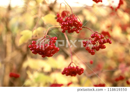 Red berries of viburnum in the wild 118619350
