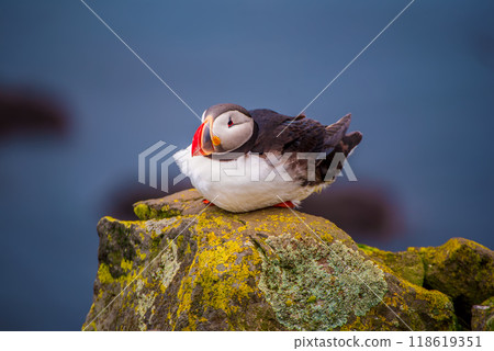 Single atlantic puffin in Iceland, animal outdoor background Single atlantic puffin in Iceland, animal outdoor background 118619351