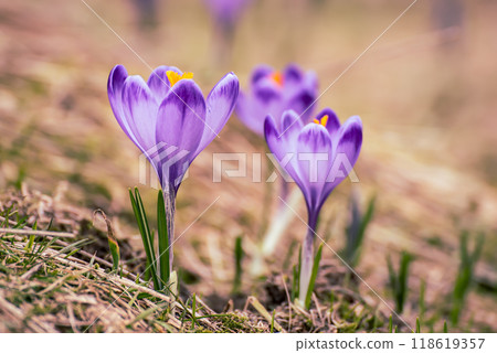 Spring crocus flowers, Easter background Spring crocus flowers, Easter background 118619357