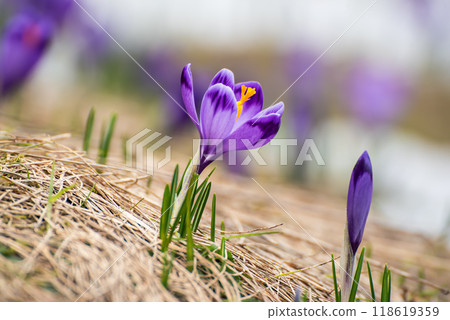 Spring crocus flowers, Easter background Spring crocus flowers, Easter background 118619359