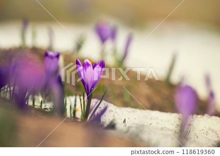 Spring crocus flowers in the snow, Easter background Spring crocus flowers in the snow, Easter background 118619360