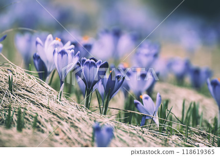 Spring crocus flowers, Easter background Spring crocus flowers, Easter background 118619365