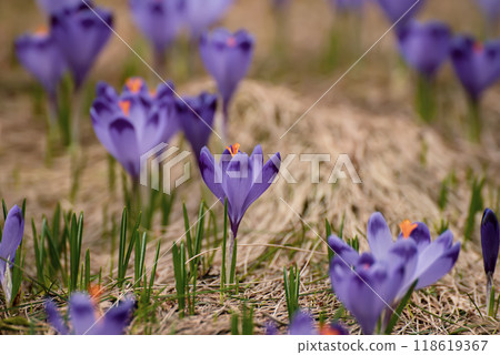 Spring crocus flowers, Easter background 118619367