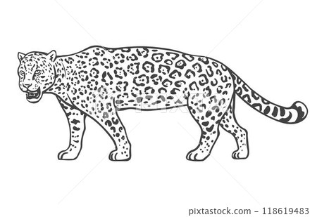 Jaguar on a white background Jaguar on a white background 118619483