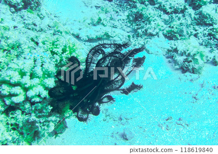 Black feather star on the coral reef Crinoidea 118619840
