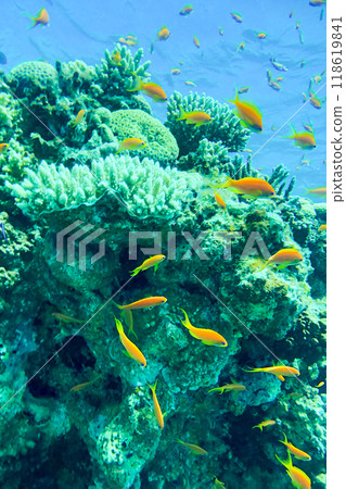 Coral Reef at the Red Sea,Egypt. coral yellow fish 118619841