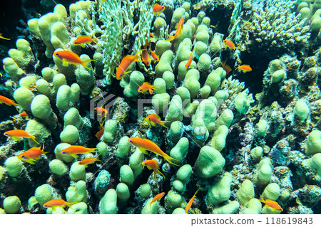 Coral Reef at the Red Sea,Egypt. coral yellow fish Coral Reef at the Red Sea,Egypt. coral yellow fish 118619843