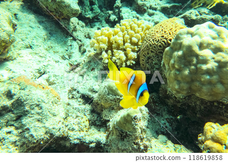 Lovely juvenile Yellowtail clownfish (Amphiprion clarkii) in Beautiful Sea Anemones Lovely juvenile Yellowtail clownfish (Amphiprion clarkii) in Beautiful Sea Anemones 118619858