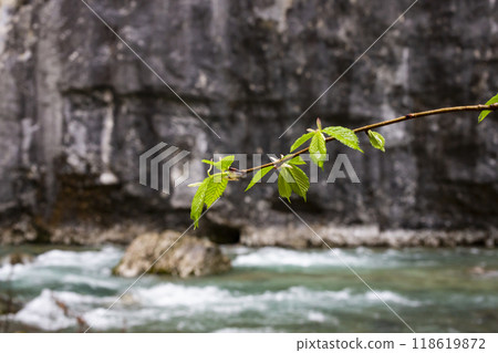 Tree buds in spring. Young large buds on branches against blurred background under the bright sun. Tree buds in spring. Young large buds on branches against blurred background under the bright sun. 118619872