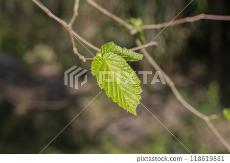 Tree buds in spring. Young large buds on branches against blurred background under the bright sun. Tree buds in spring. Young large buds on branches against blurred background under the bright sun. 118619881