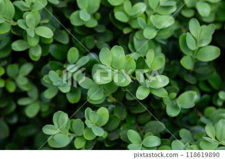 Buxus microphylla is a type of dwarf evergreen shrub plant found in Japan. Background of green leaves. Buxus microphylla is a type of dwarf evergreen shrub plant found in Japan. Background of green leaves. 118619890