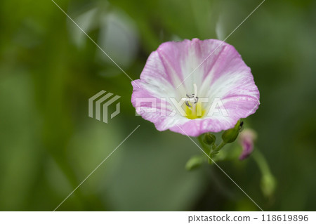 small round flowers of wild climbing plant Convolvulus arvensis - bindweed close-up 118619896
