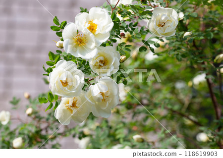 Rosa alba or also known as white roses 118619903